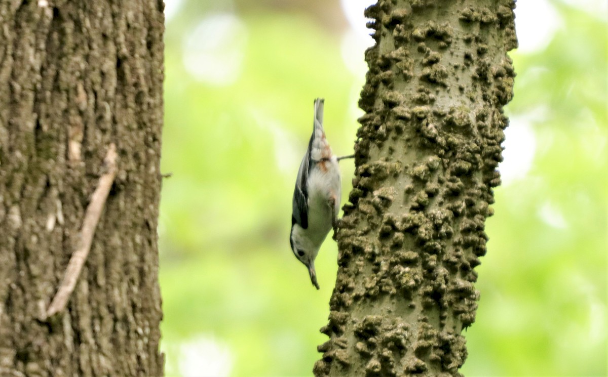 White-breasted Nuthatch - ML225267861