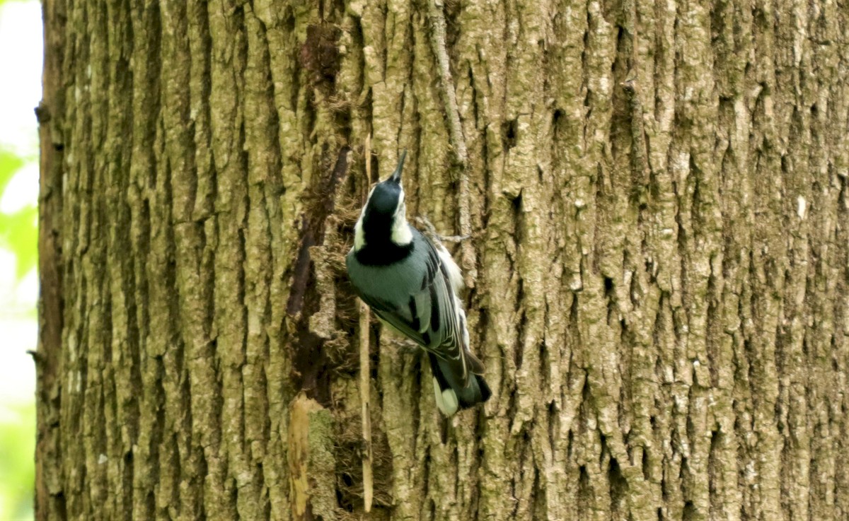 White-breasted Nuthatch - ML225267871