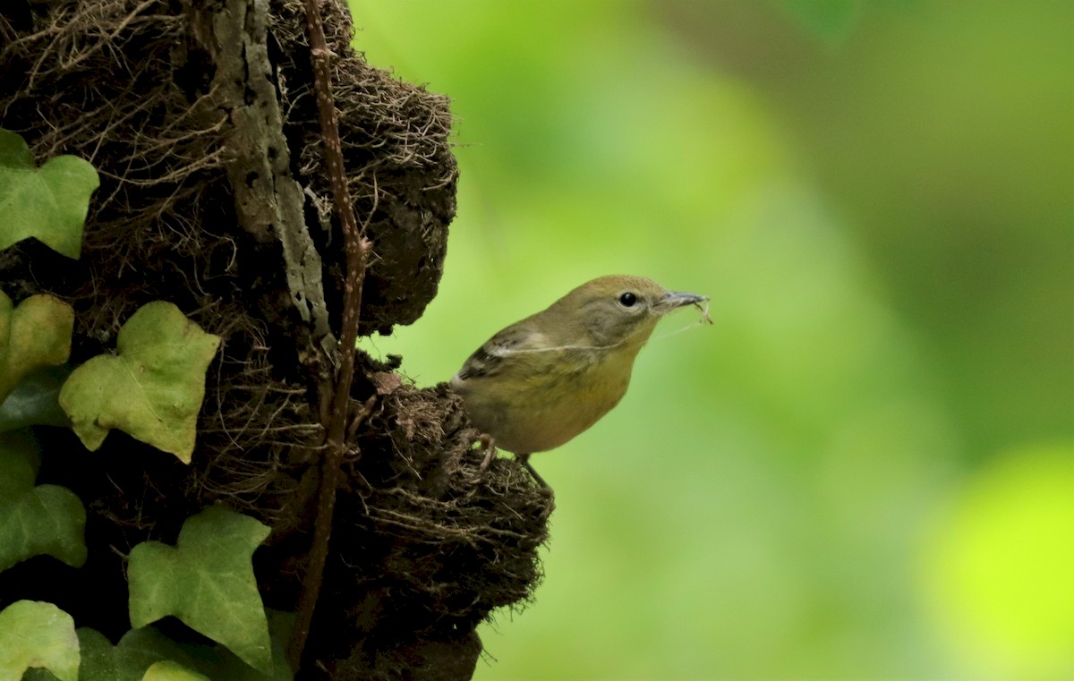 Pine Warbler - ML225268341