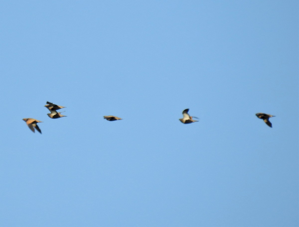 Black-bellied Sandgrouse - ML225268641