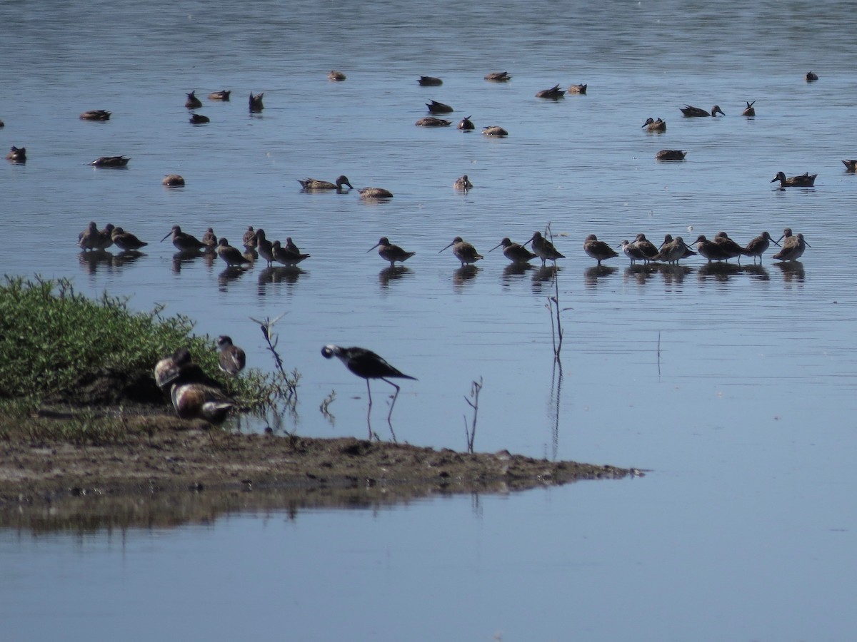 Long-billed Dowitcher - John van Dort