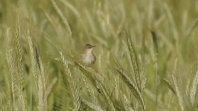 Zitting Cisticola - ML225272541