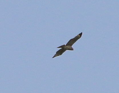 Mississippi Kite - ML225273171