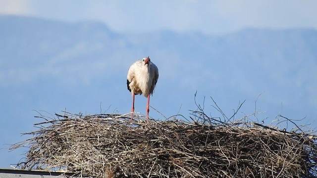 White Stork - ML225273261