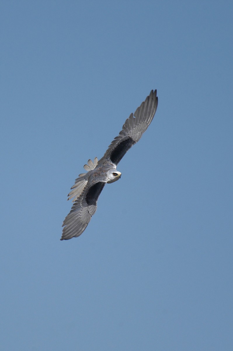 White-tailed Kite - ML22527431