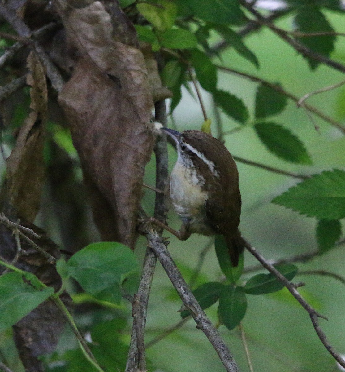 Carolina Wren - ML225274781