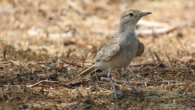 ウミベジカマドドリ - ML225275041