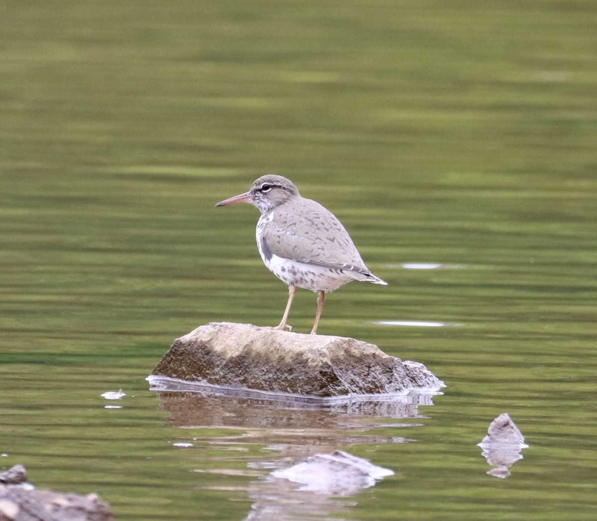 Spotted Sandpiper - ML225275161