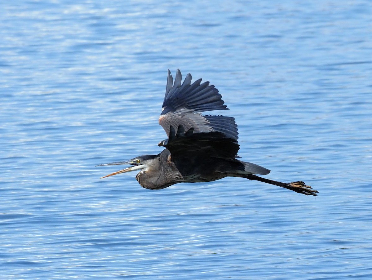 Great Blue Heron - Todd Deininger