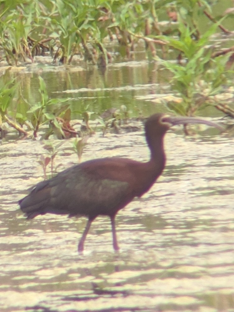 White-faced Ibis - ML225278751