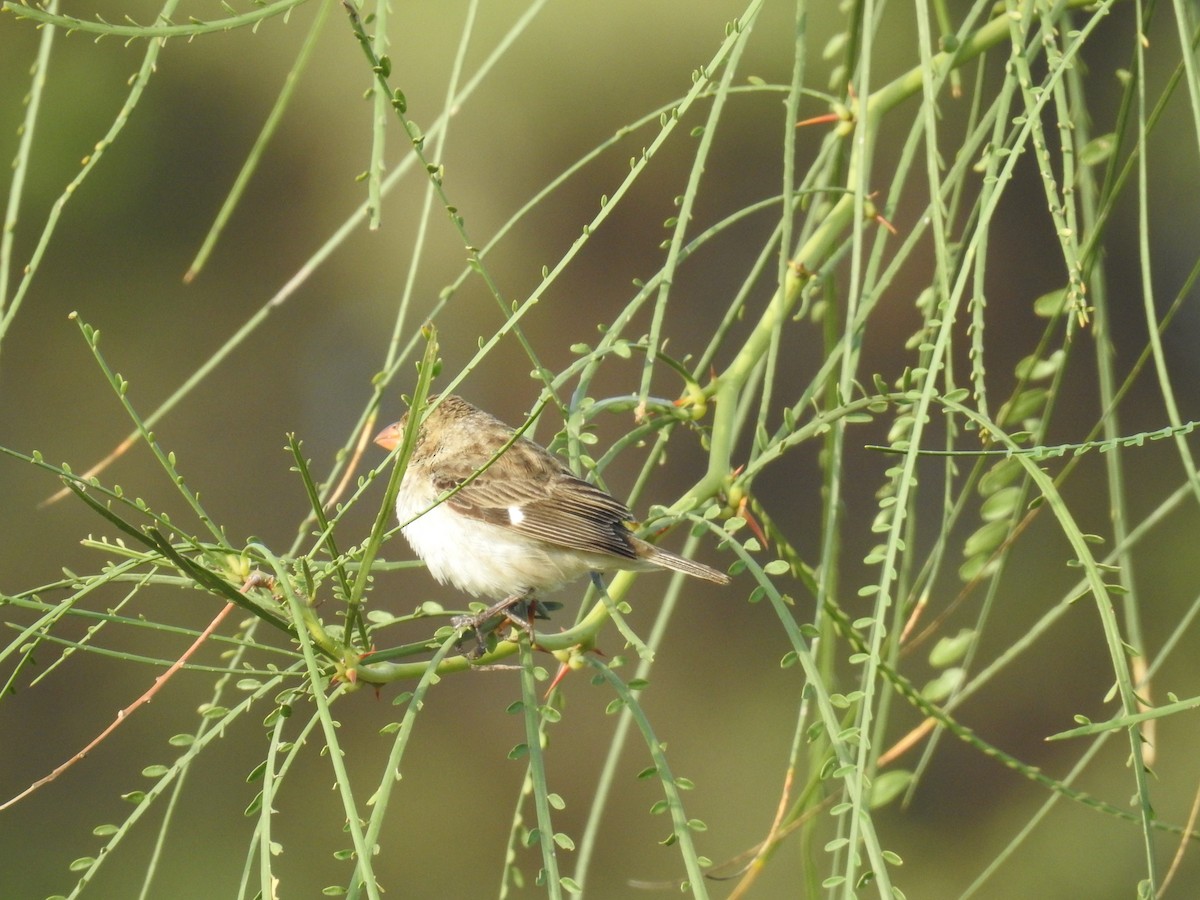 Chestnut-throated Seedeater - ML225278831