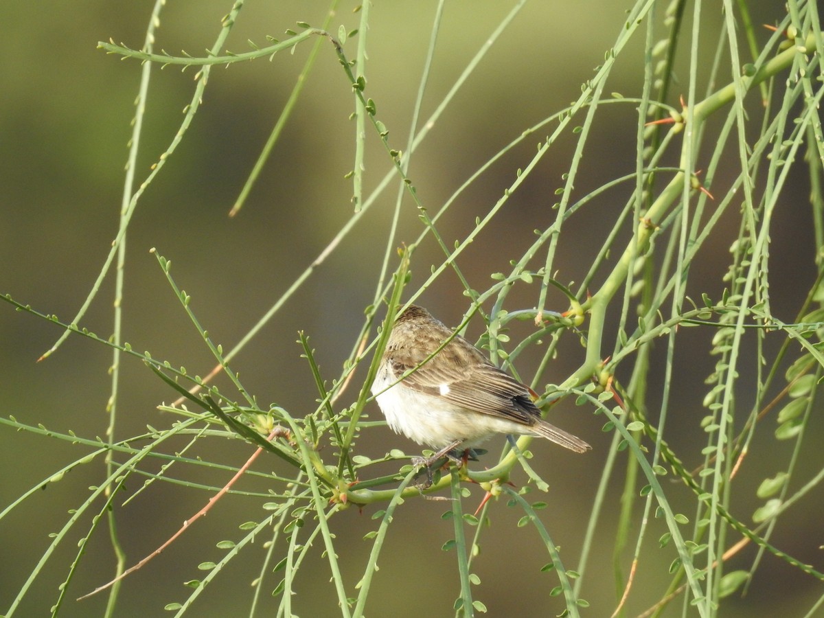 Chestnut-throated Seedeater - ML225278971