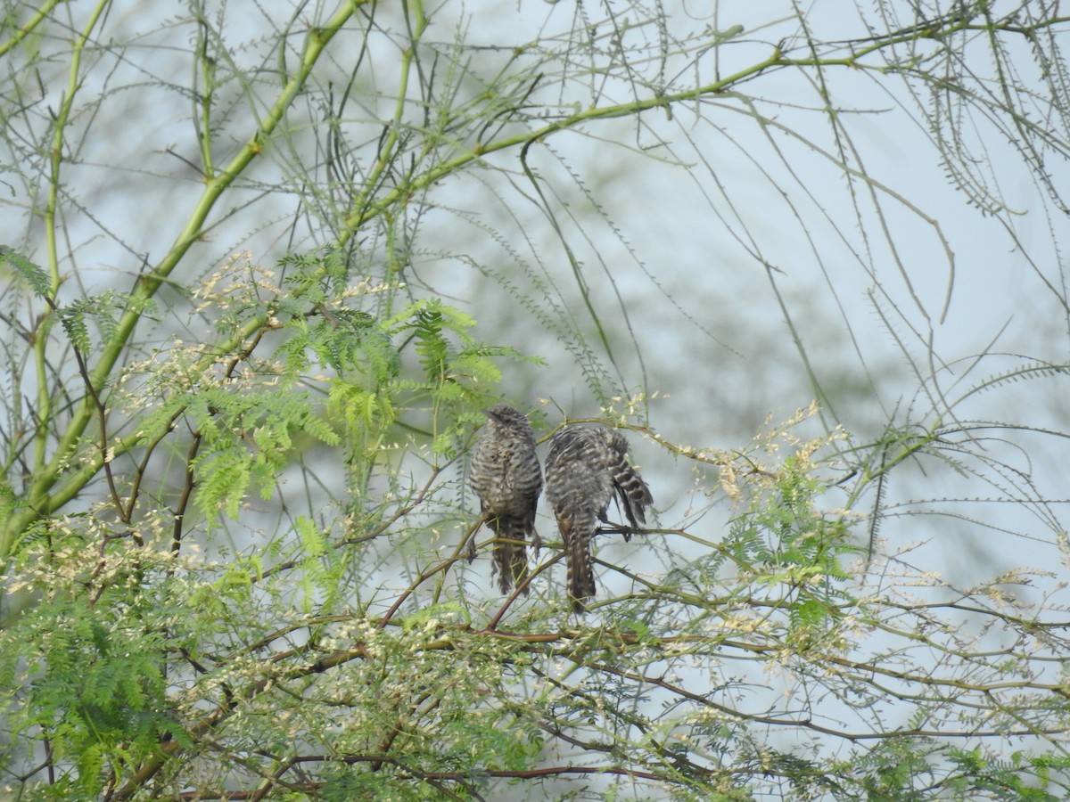 Fasciated Wren - ML225279071