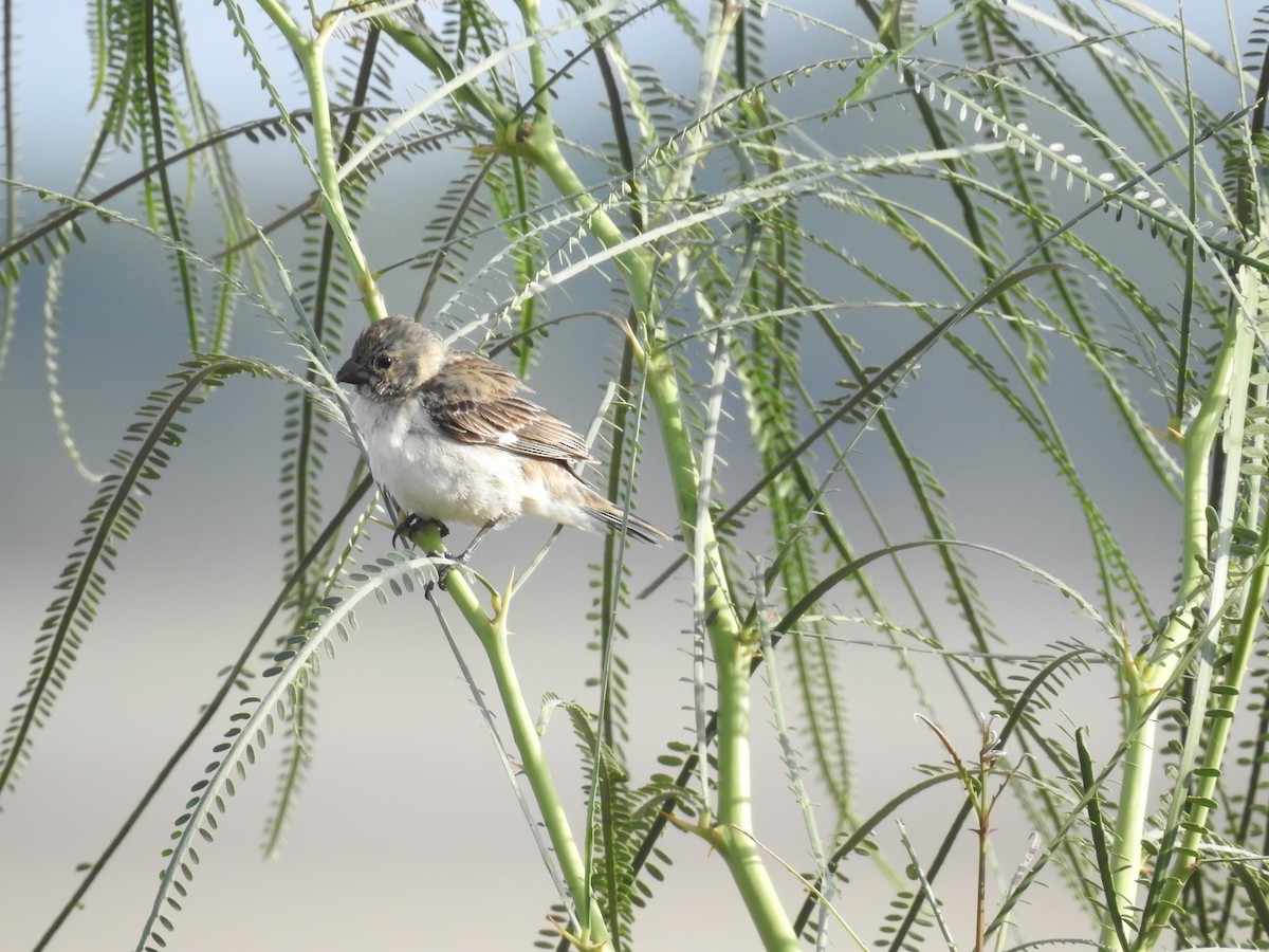 Chestnut-throated Seedeater - ML225279821