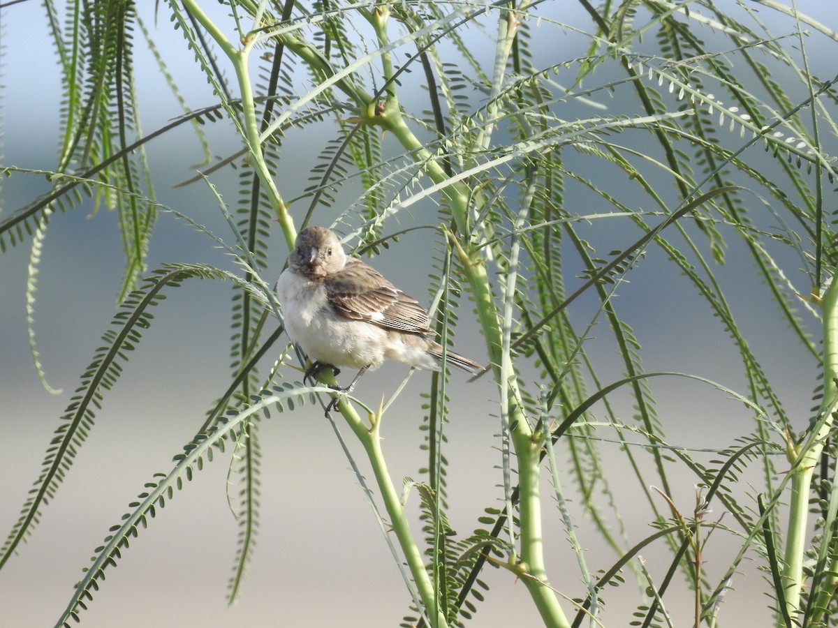 Chestnut-throated Seedeater - ML225279841