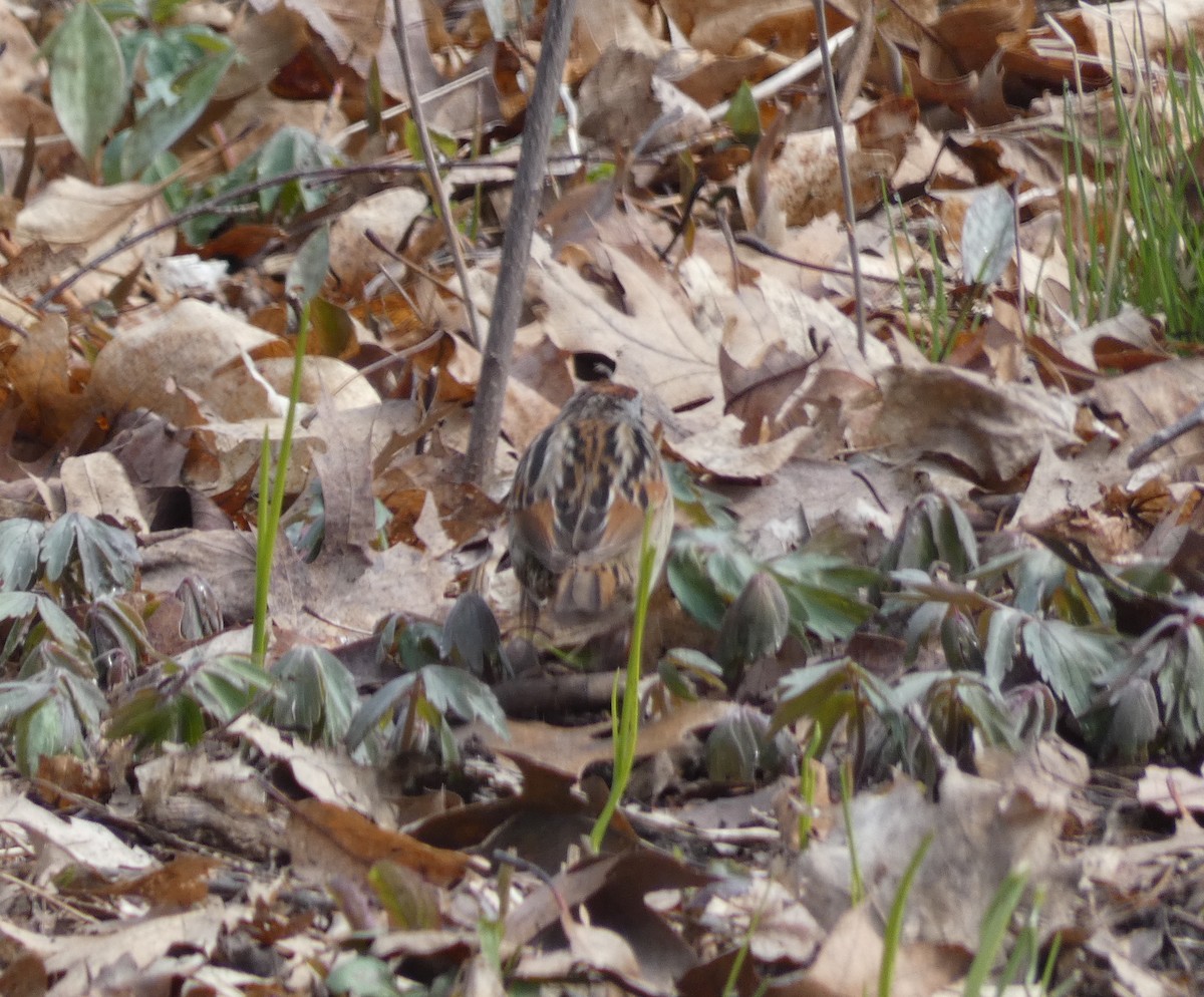 Swamp Sparrow - ML225281201