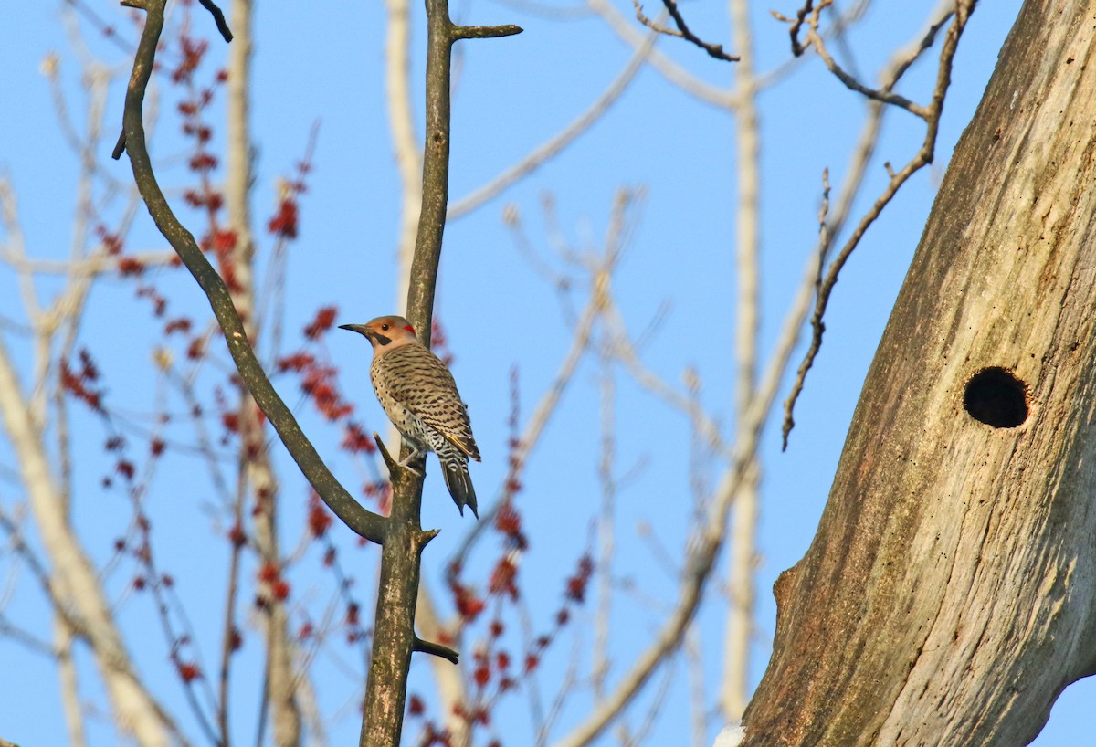 Northern Flicker - ML225281751