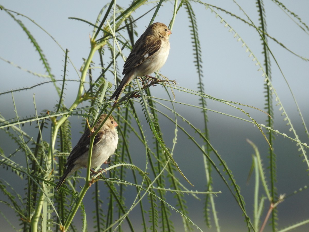 Chestnut-throated Seedeater - ML225284721