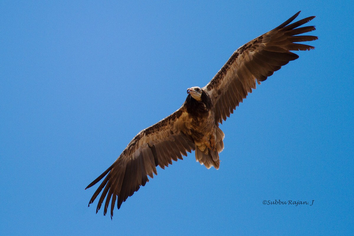 Egyptian Vulture - ML22528511