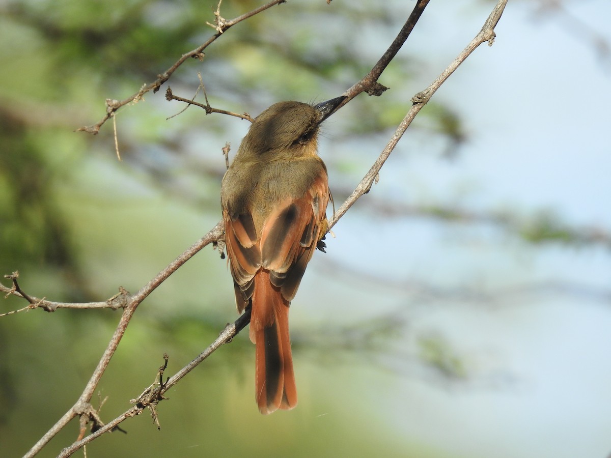 アカハラヒタキモドキ - ML225285821