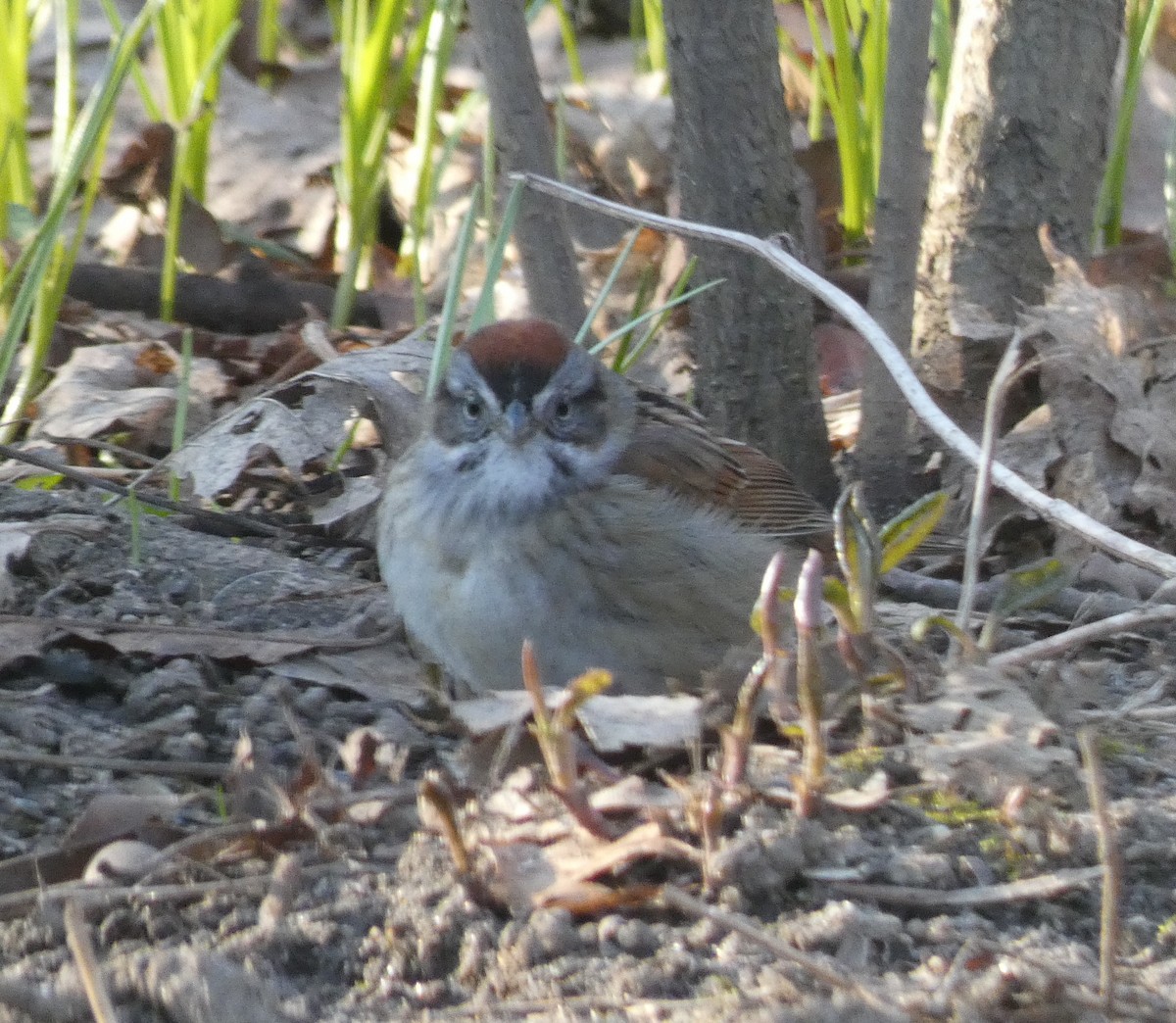 Swamp Sparrow - ML225285881