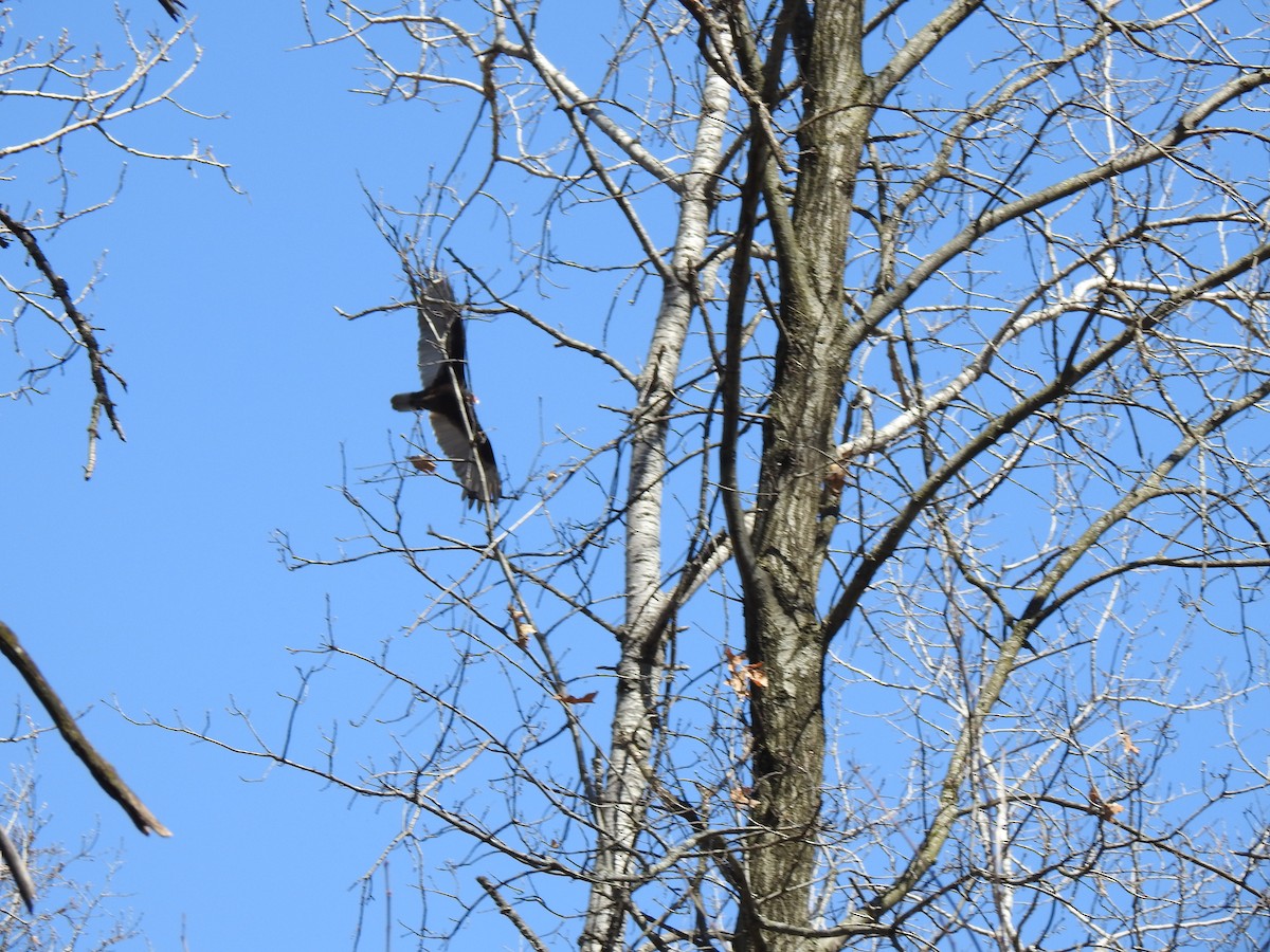 Turkey Vulture - ML225287061
