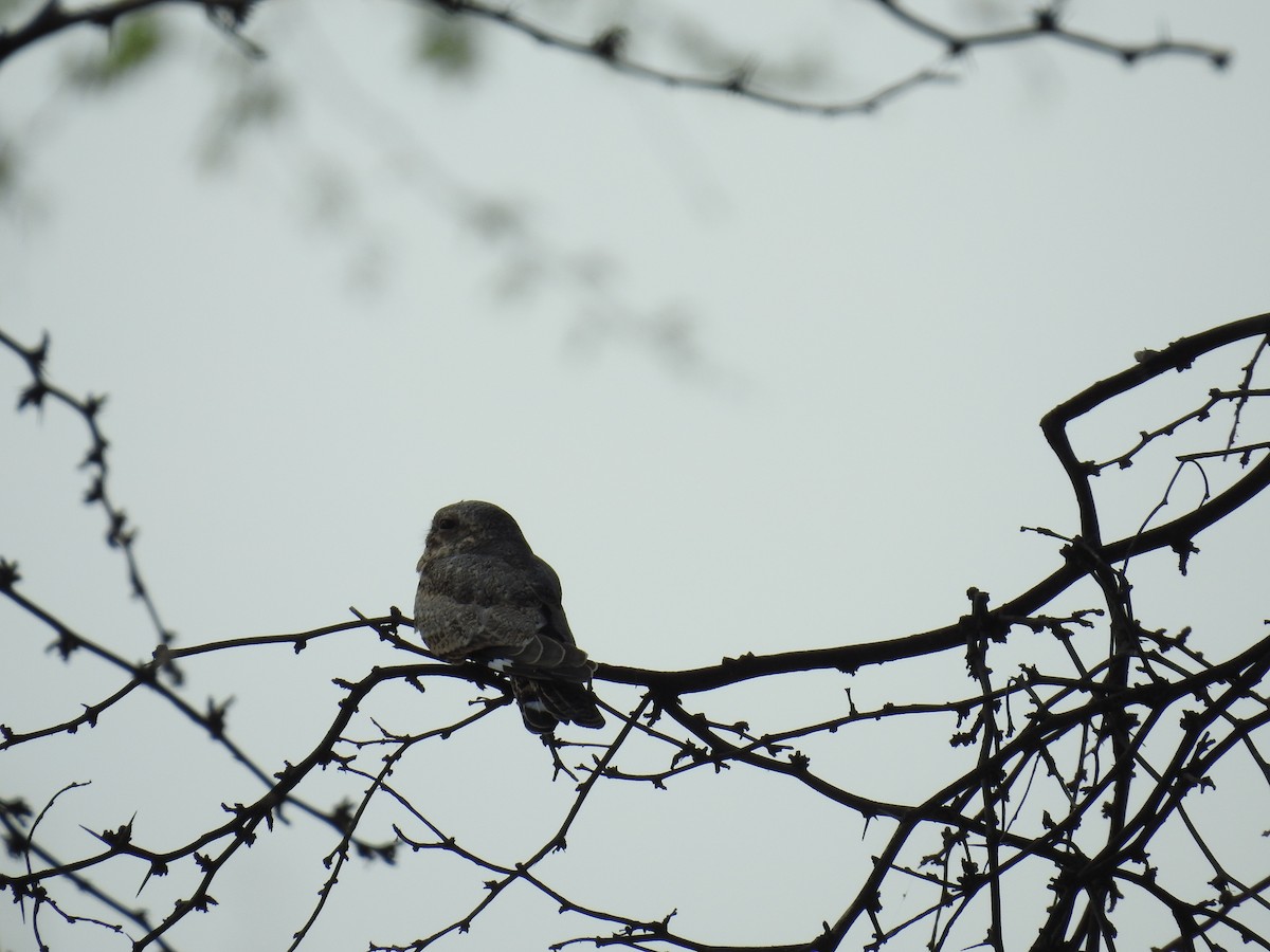 Lesser Nighthawk - Fernando Angulo - CORBIDI