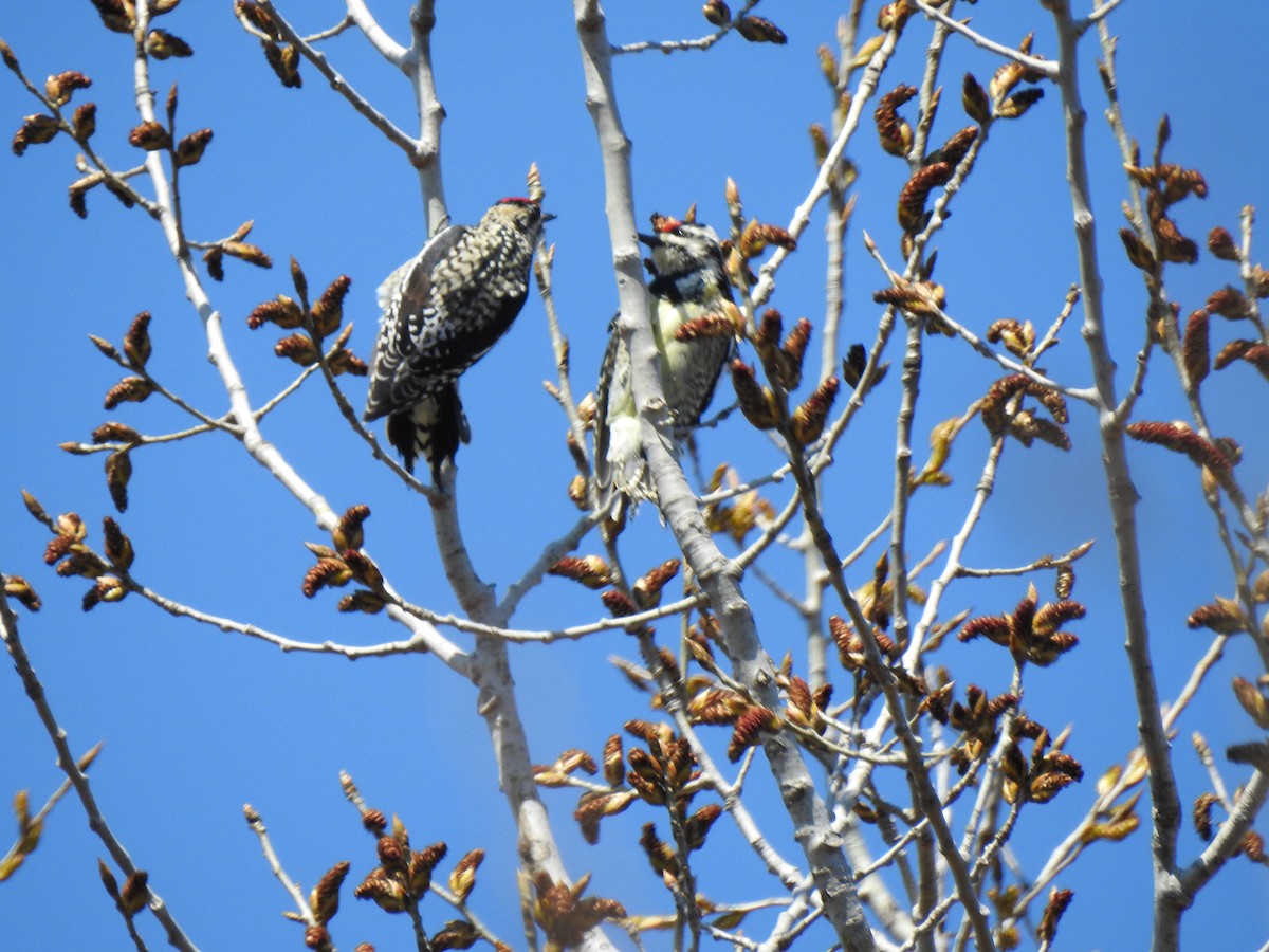Yellow-bellied Sapsucker - ML225287171