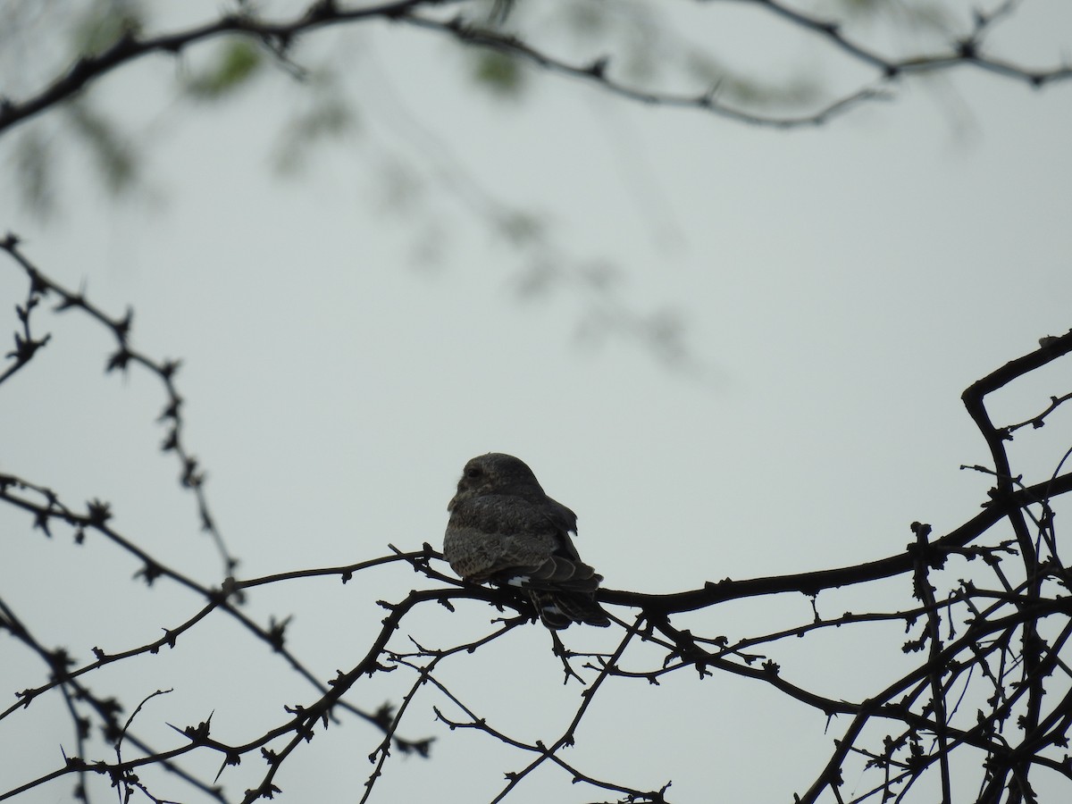 Lesser Nighthawk - ML225287211