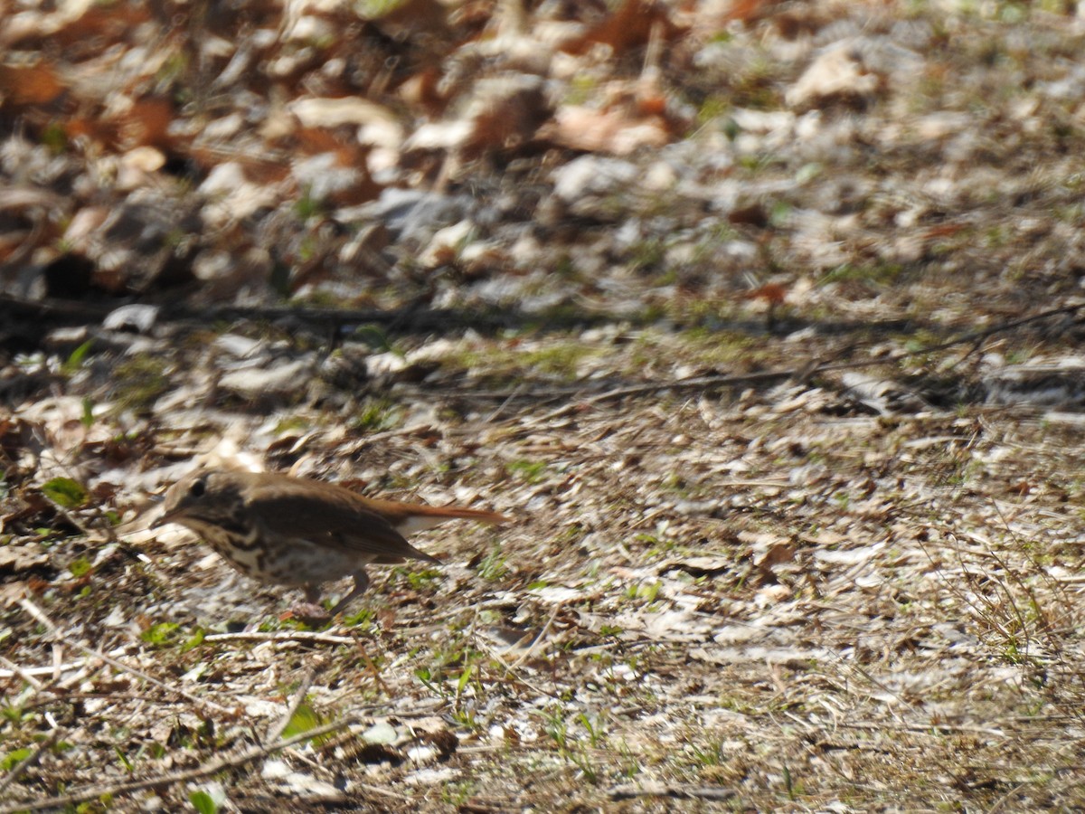 Hermit Thrush - ML225287541