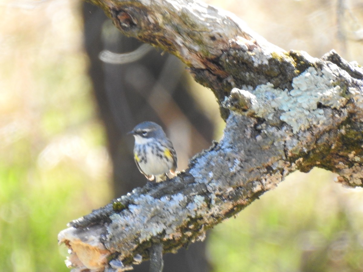 Yellow-rumped Warbler - ML225288021