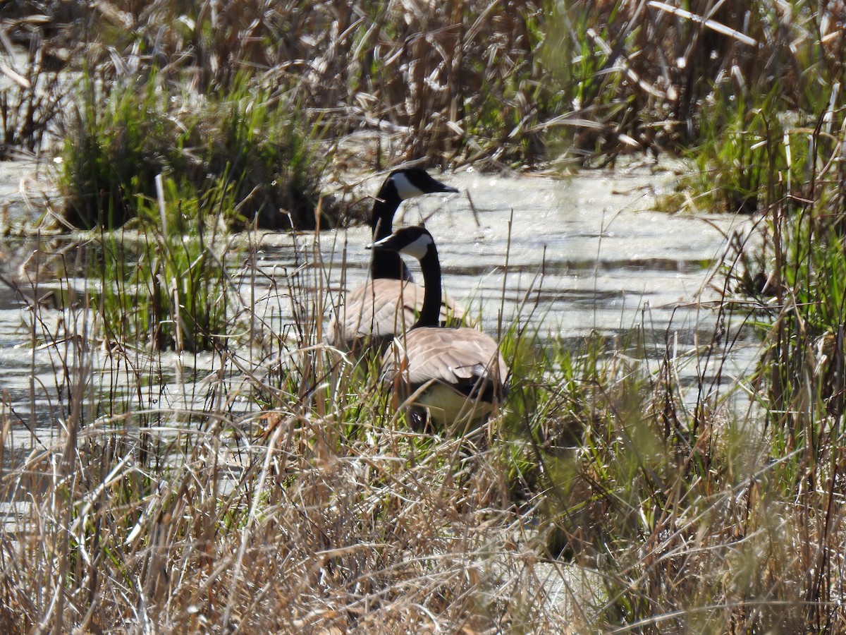 Canada Goose - ML225288241