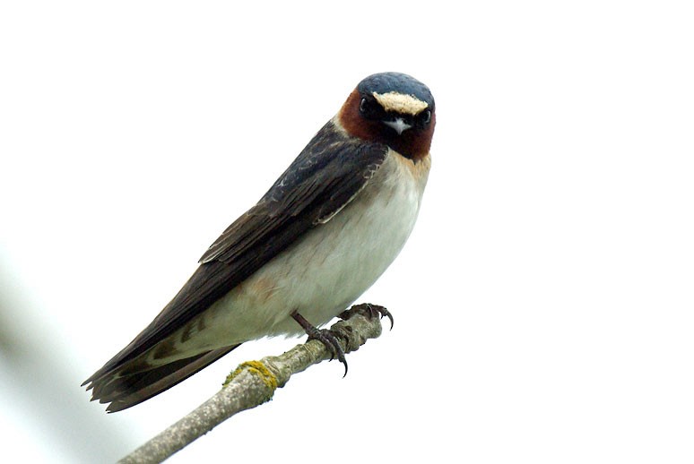 Cliff Swallow - ML225288411