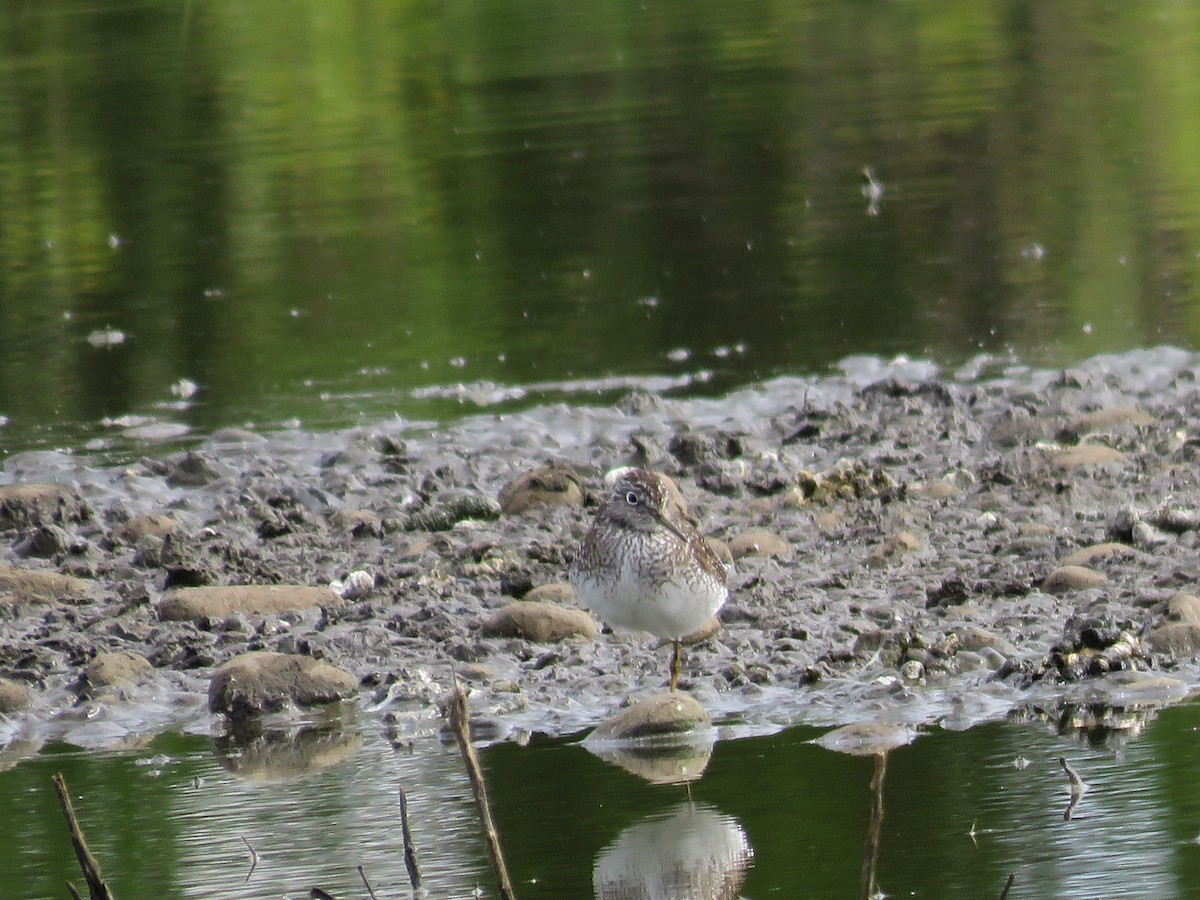 Solitary Sandpiper - Sally Hill