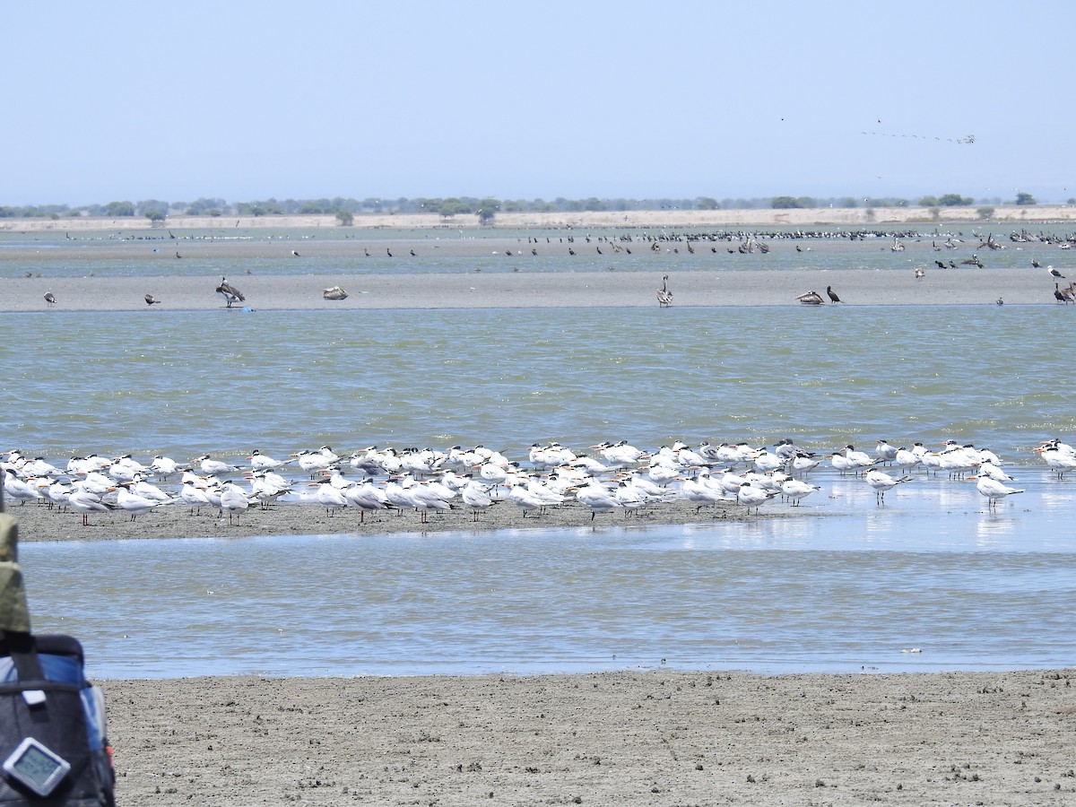 Royal Tern - ML225288961