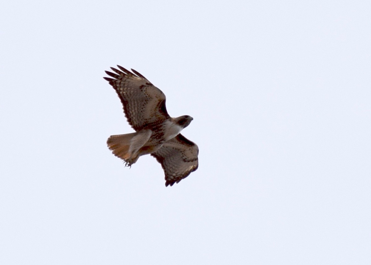Red-tailed Hawk - ML225289241