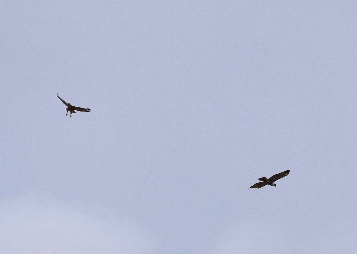Red-tailed Hawk - ML225289261