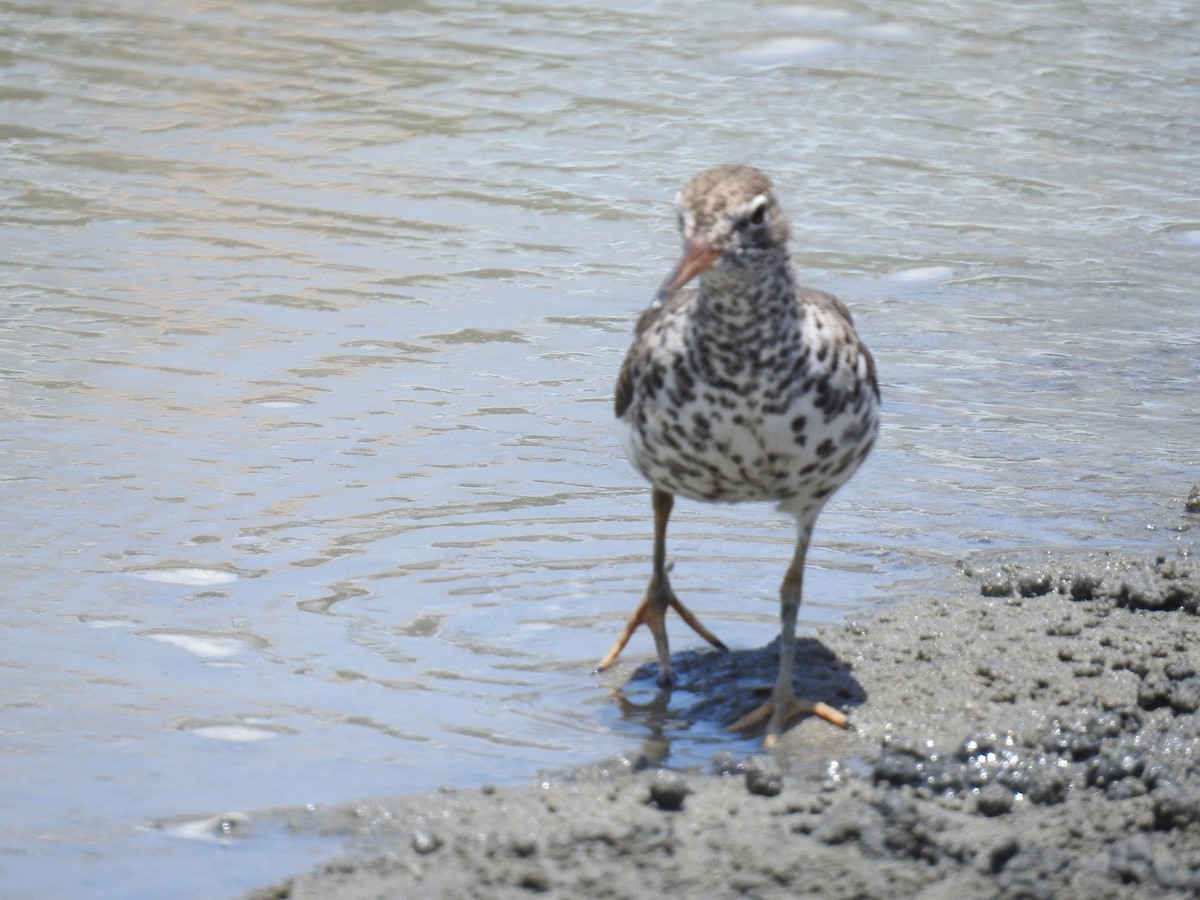 Spotted Sandpiper - ML225290891