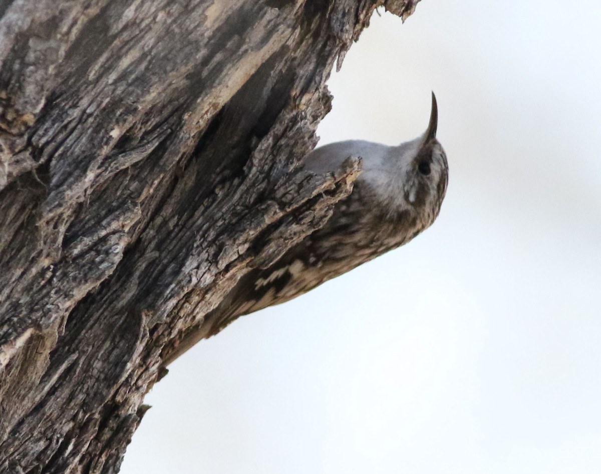 Brown Creeper - ML225291651