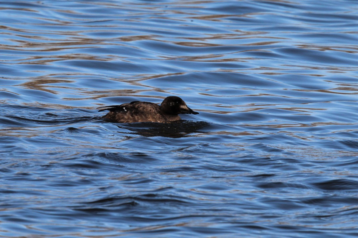 White-winged Scoter - Deryl Nethercott