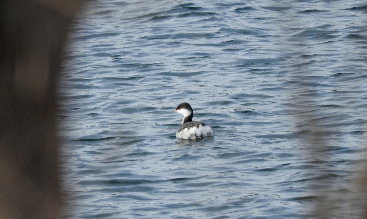 Horned Grebe - Noam Markus