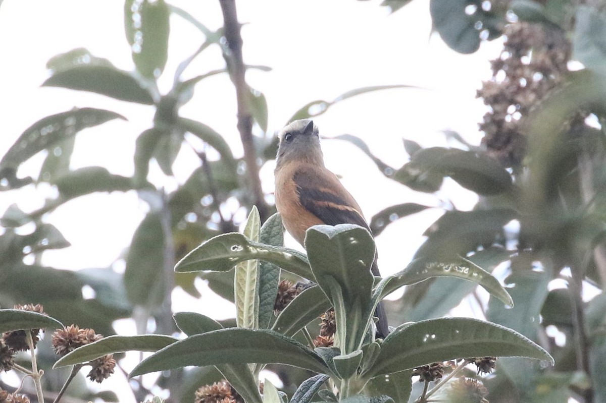 Brown-backed Chat-Tyrant - ML225294491