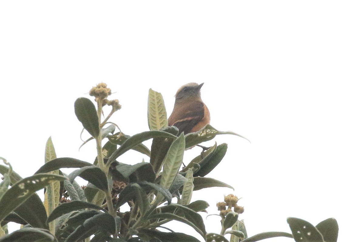 Brown-backed Chat-Tyrant - ML225294511