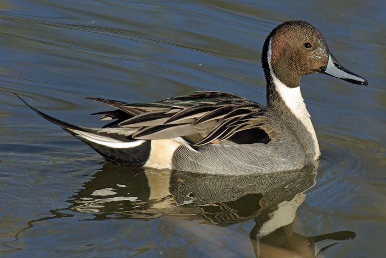 Northern Pintail - Phil Kahler