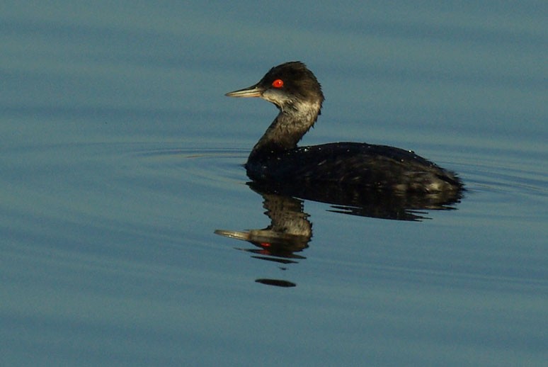 Eared Grebe - Phil Kahler