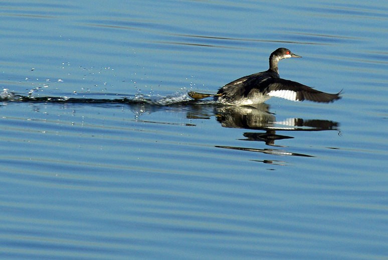 Eared Grebe - Phil Kahler