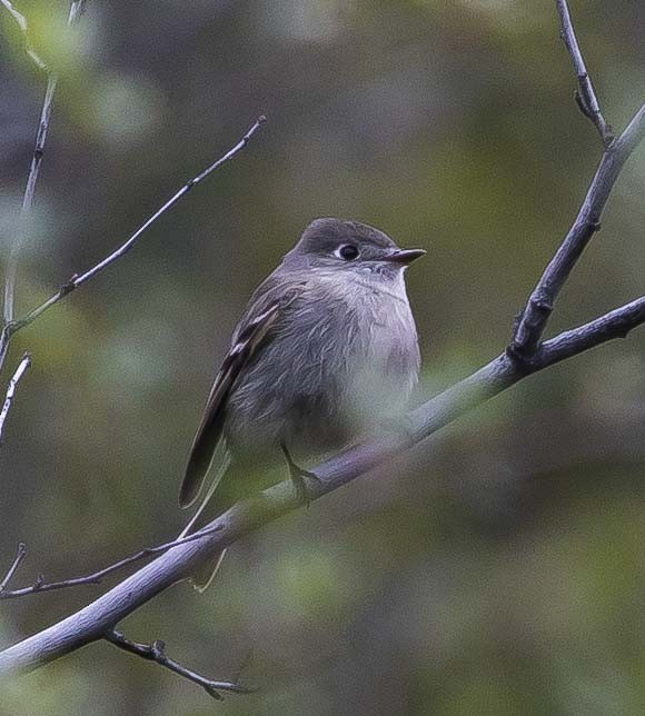 Hammond's Flycatcher - ML225299091