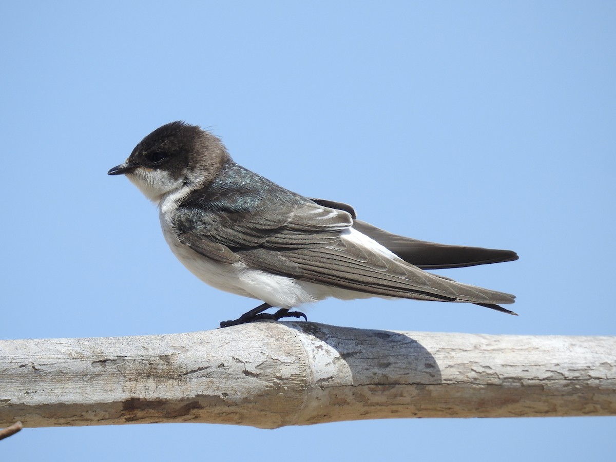 Tumbes Swallow - Fernando Angulo - CORBIDI