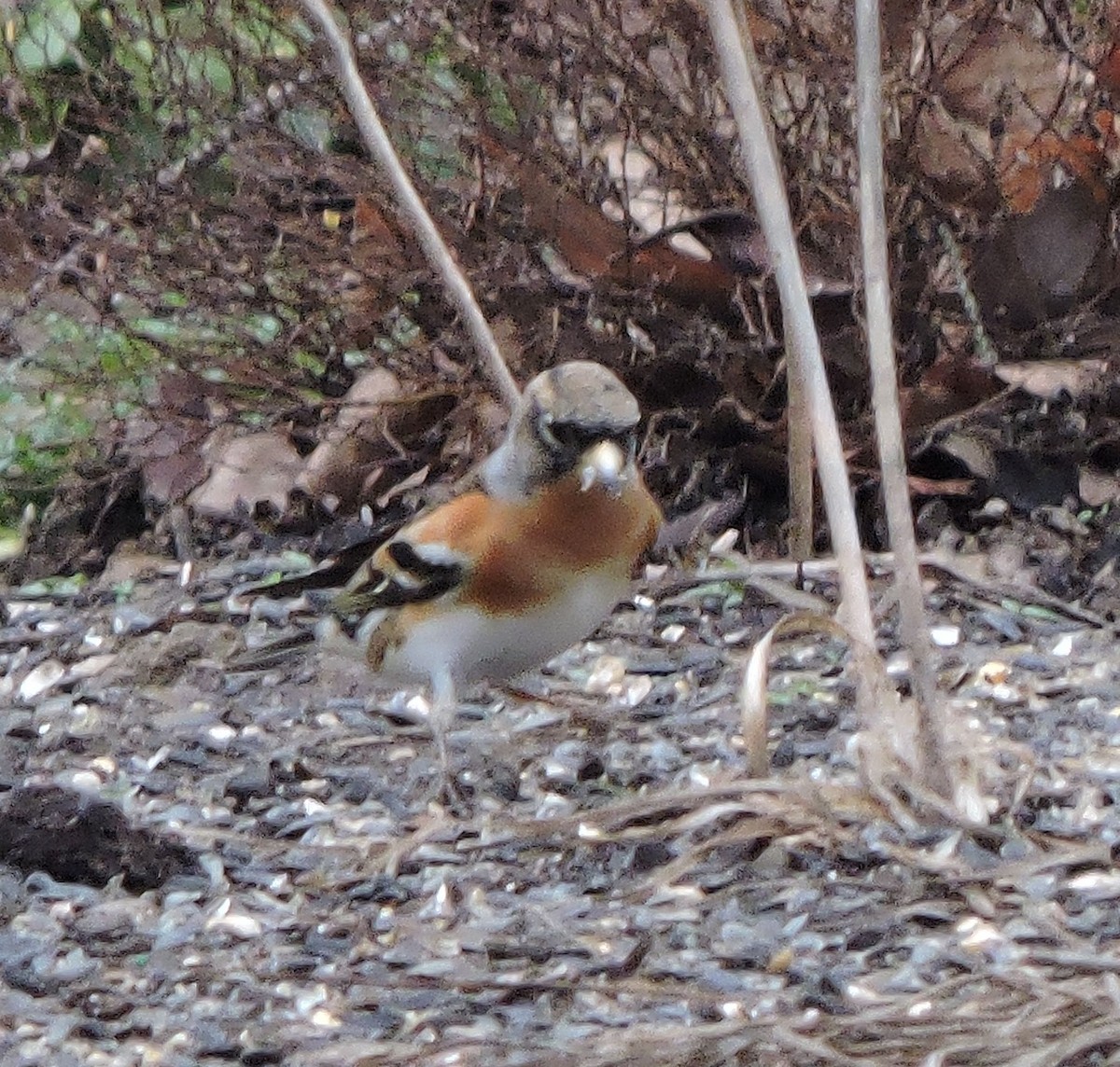 Brambling - Cynthia Norris