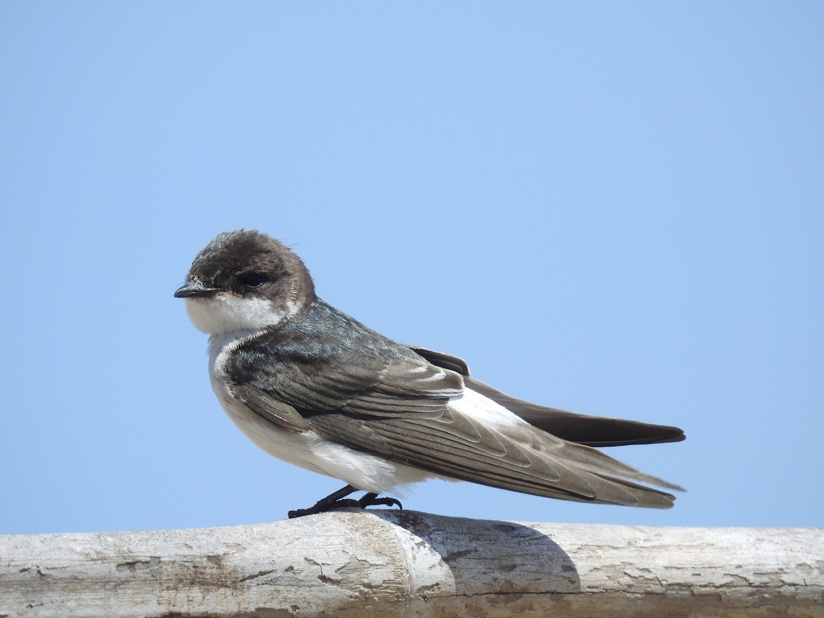 Tumbes Swallow - Fernando Angulo - CORBIDI